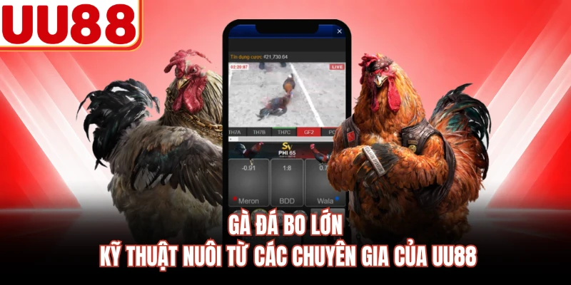 Gà Đá Bo Lớn - Kỹ Thuật Nuôi Từ Các Chuyên Gia Của UU88